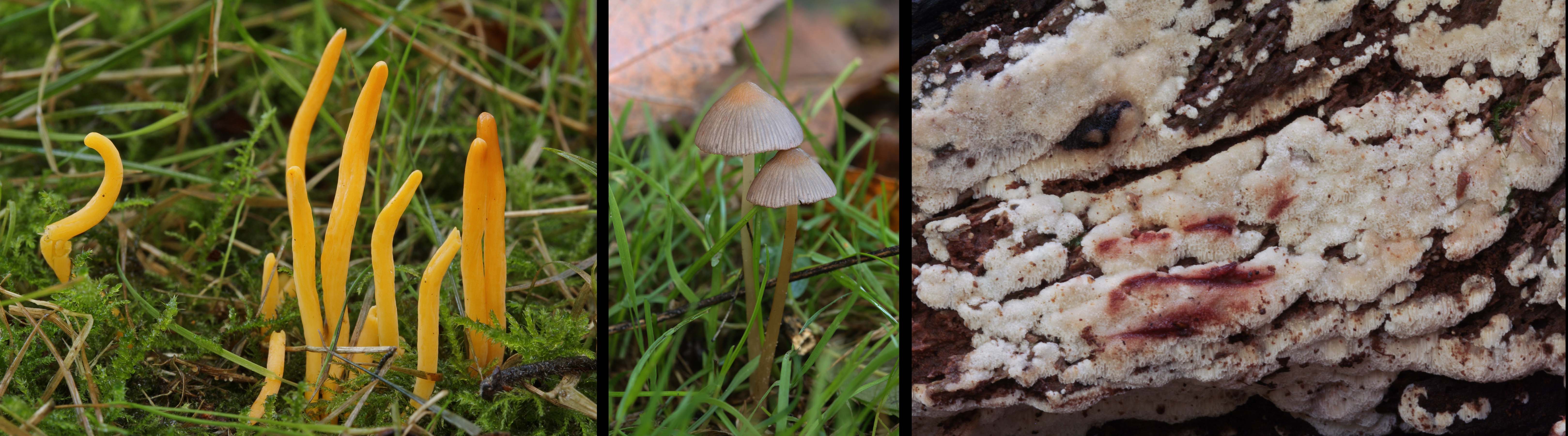 paddenstoelen excursie(©Sjoerd Greydanus)