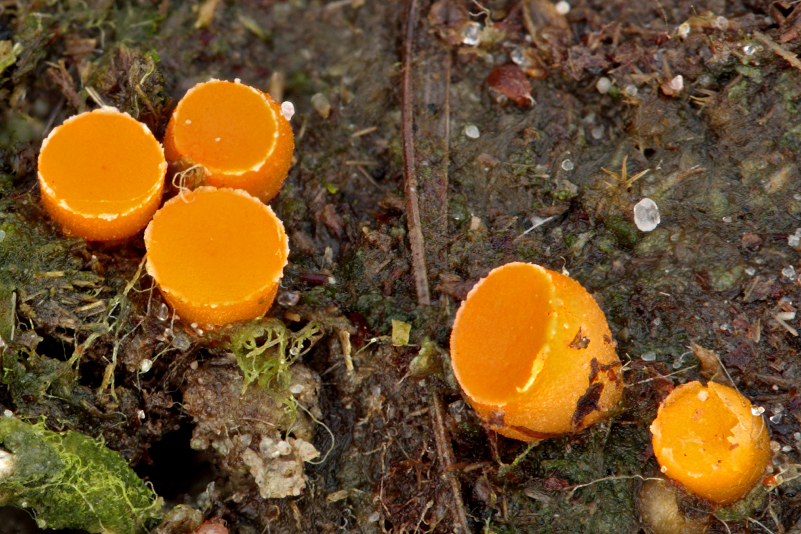 Klein oranje zandschijfje