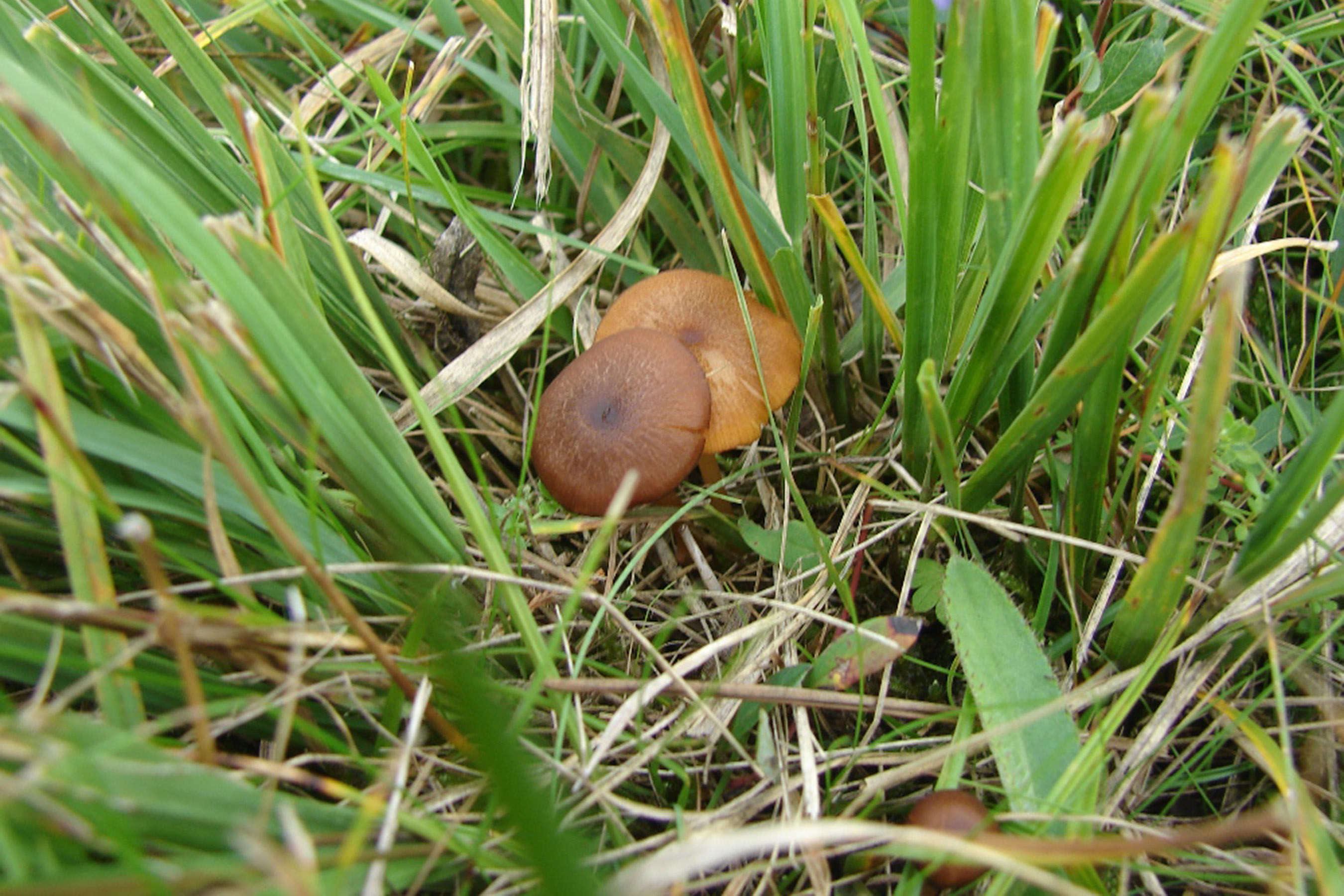 Geelplaatstaalsteeltje