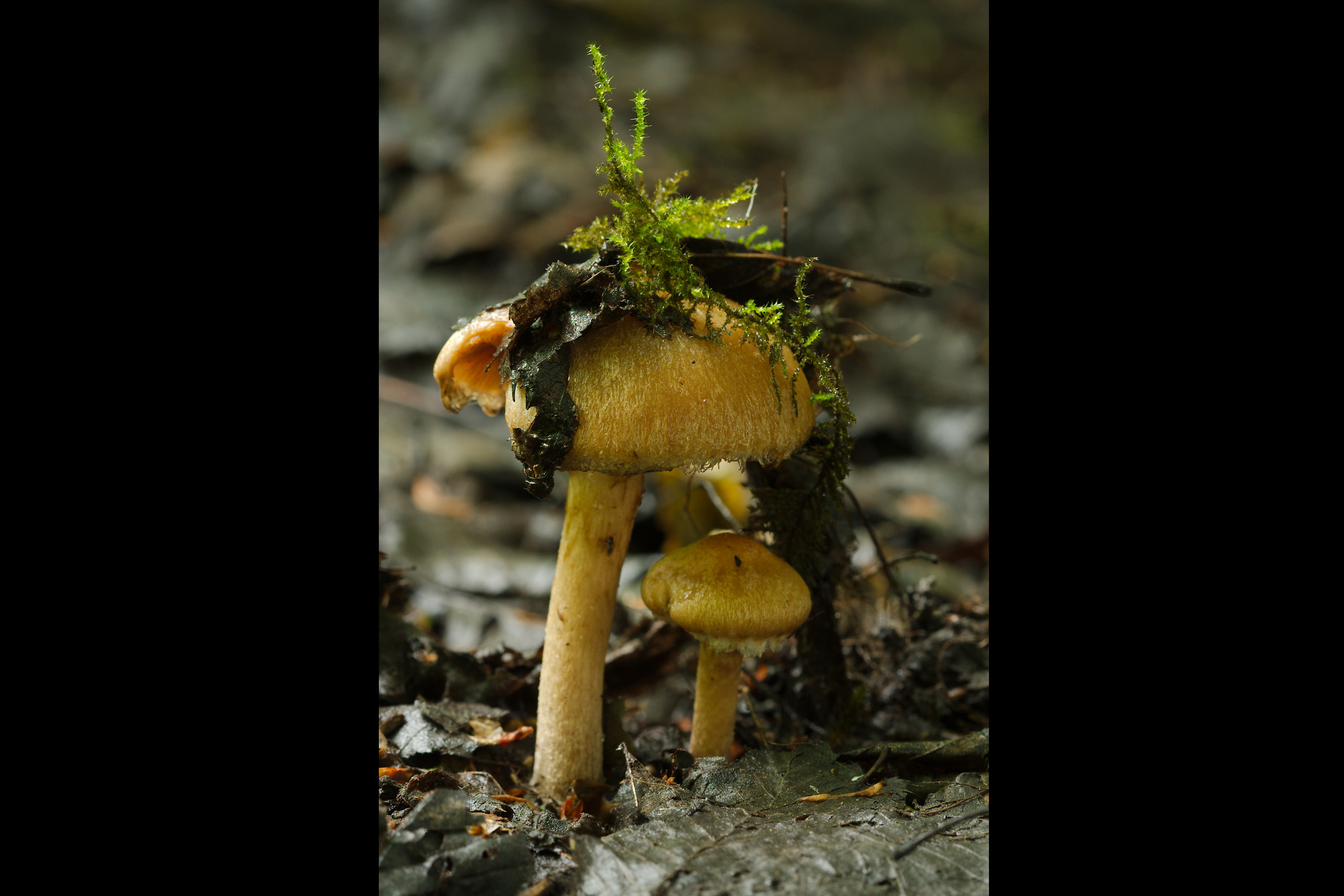 Na regen komen graspaddenstoelen