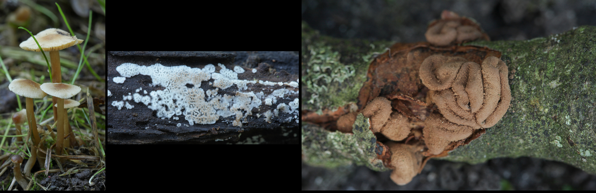 paddenstoelen excursie(&copy;Sjoerd Greydanus)