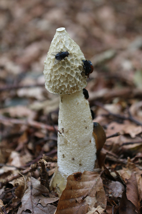 Phallus impudicus