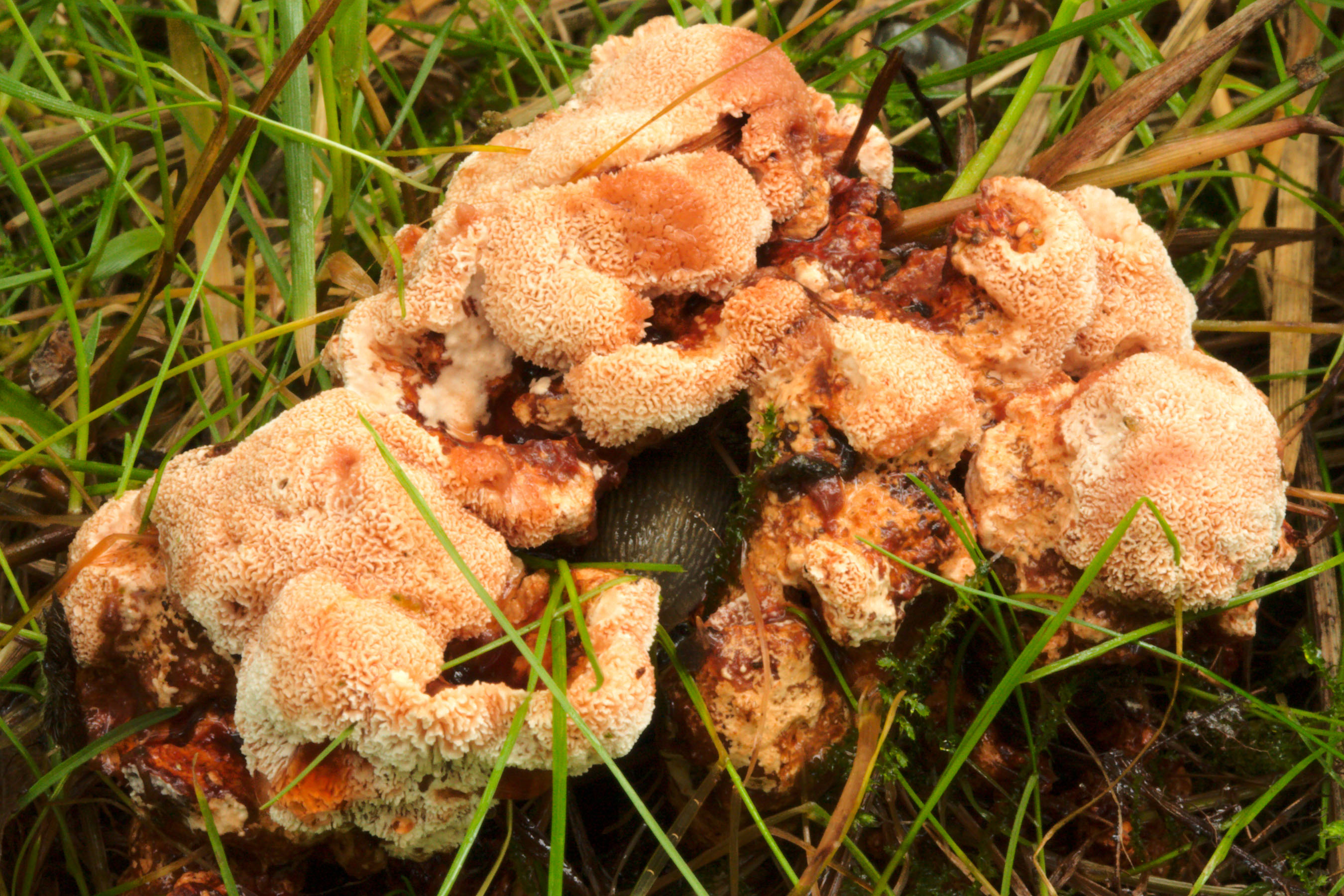 Paddenstoelen In Friesland Toefige Labyrintzwam Abortiporus Biennis Paddenstoelen In Friesland Toefige Labyrintzwam Abortiporus Biennis